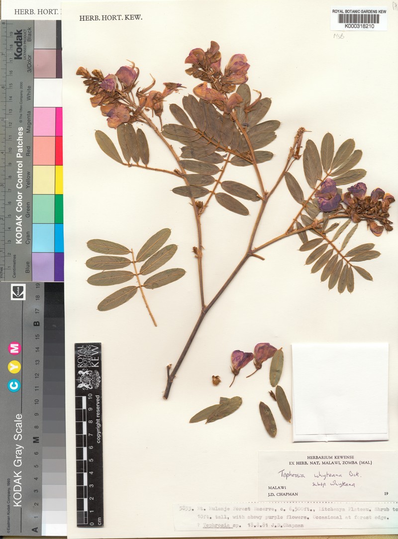 Tephrosia whyteana subsp. whyteana photo 3