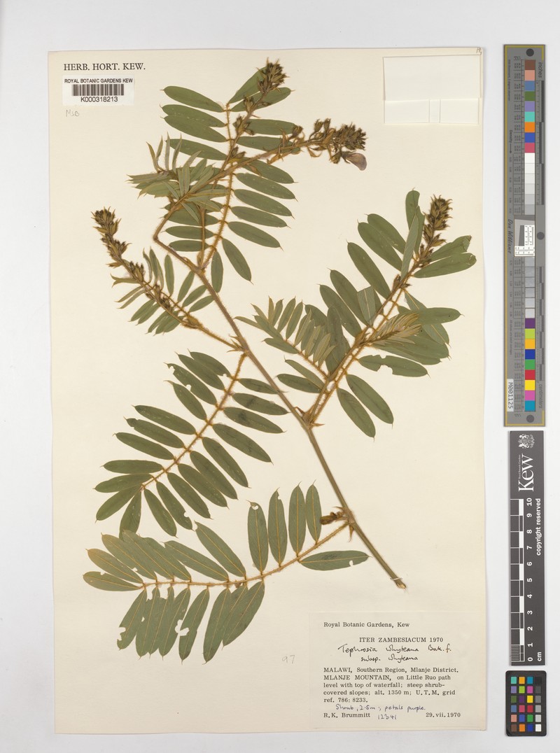 Tephrosia whyteana subsp. whyteana photo 4