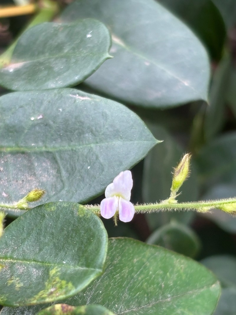 Teramnus labialis subsp. labialis