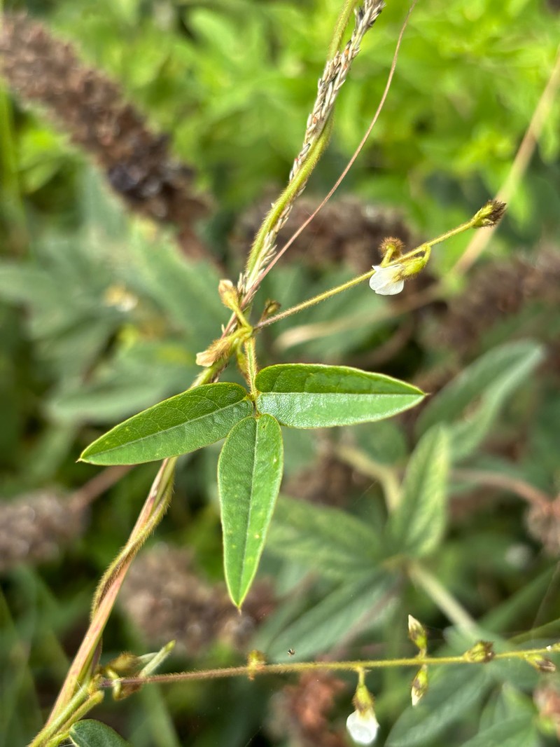 Teramnus labialis subsp. labialis photo 2