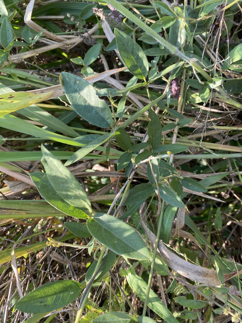 Teramnus labialis subsp. labialis photo 3