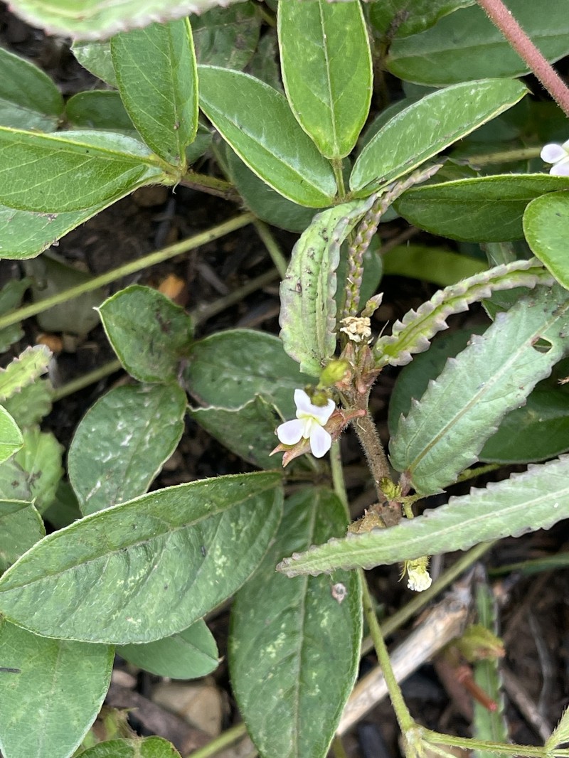 Teramnus labialis subsp. labialis photo 4