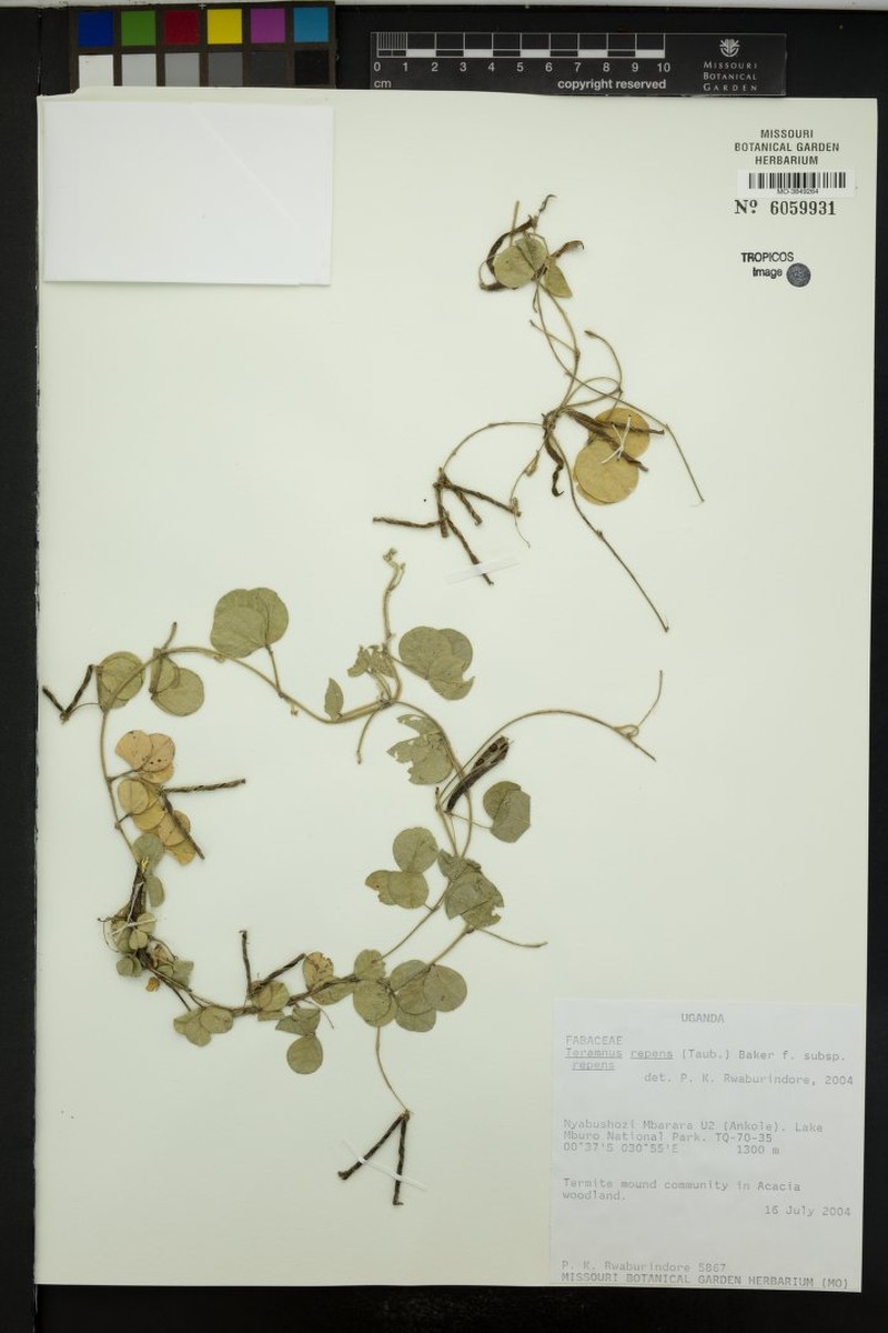 Teramnus repens subsp. repens