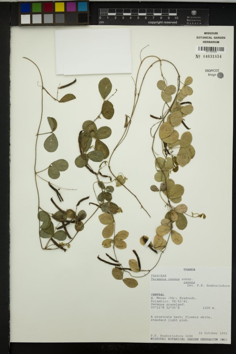 Teramnus repens subsp. repens photo 2