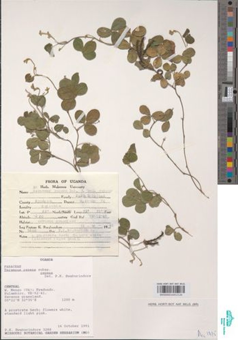 Teramnus repens subsp. repens photo 3