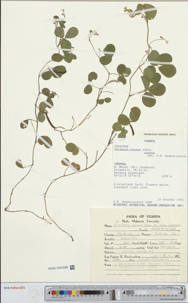 Teramnus repens subsp. repens photo 4