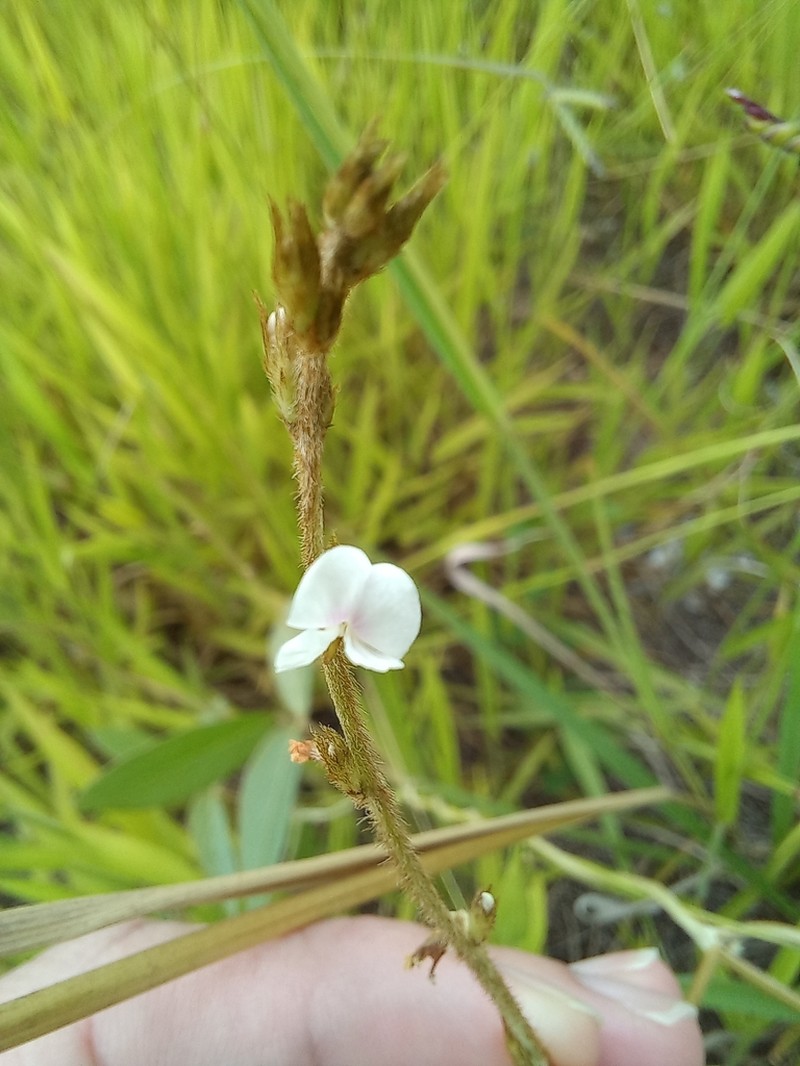 Cresta De Gallo Blanco photo 8