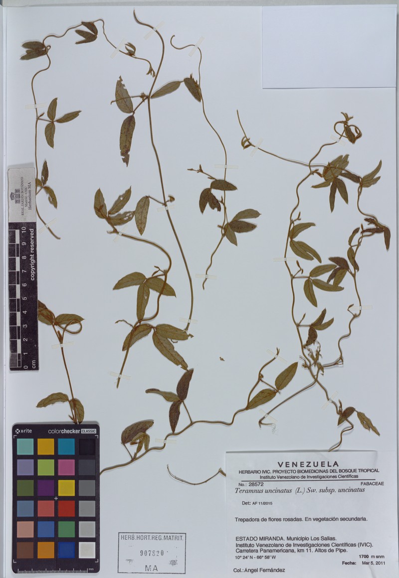 Teramnus uncinatus subsp. uncinatus