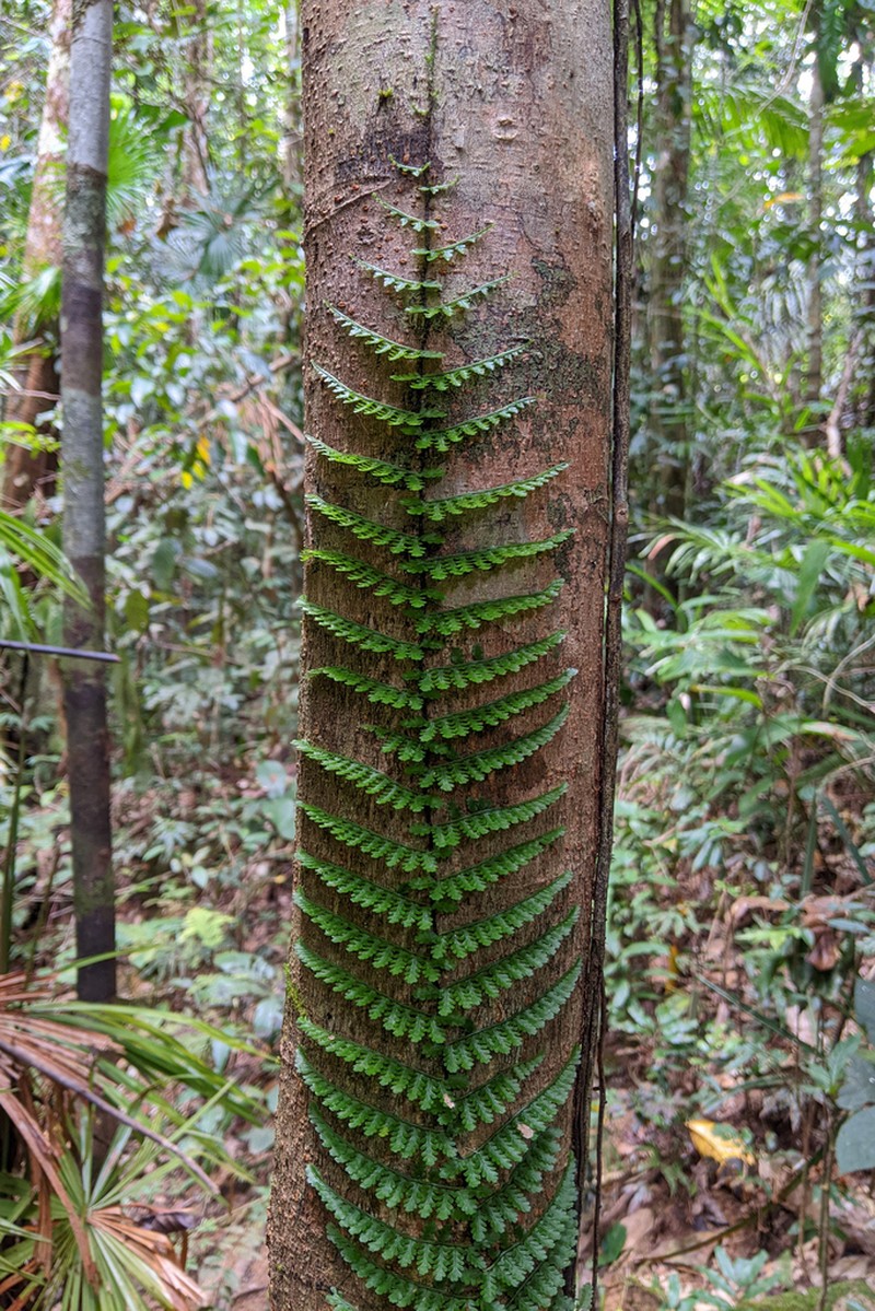 Teratophyllum aculeatum