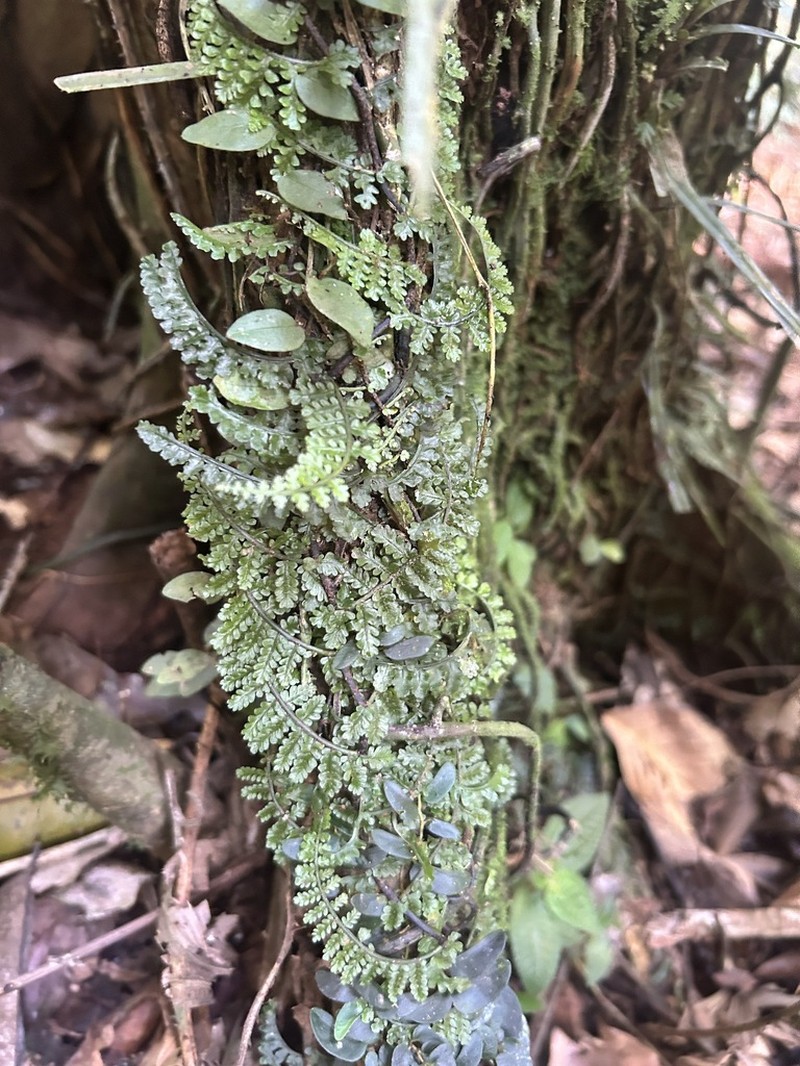 Teratophyllum aculeatum photo 2