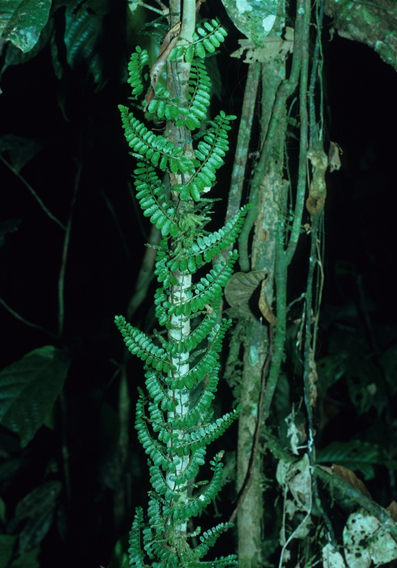 Teratophyllum aculeatum photo 3