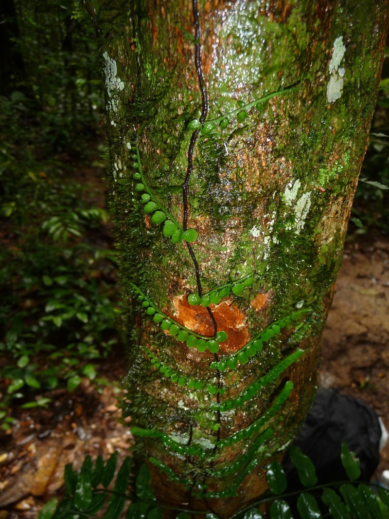 Teratophyllum aculeatum photo 5