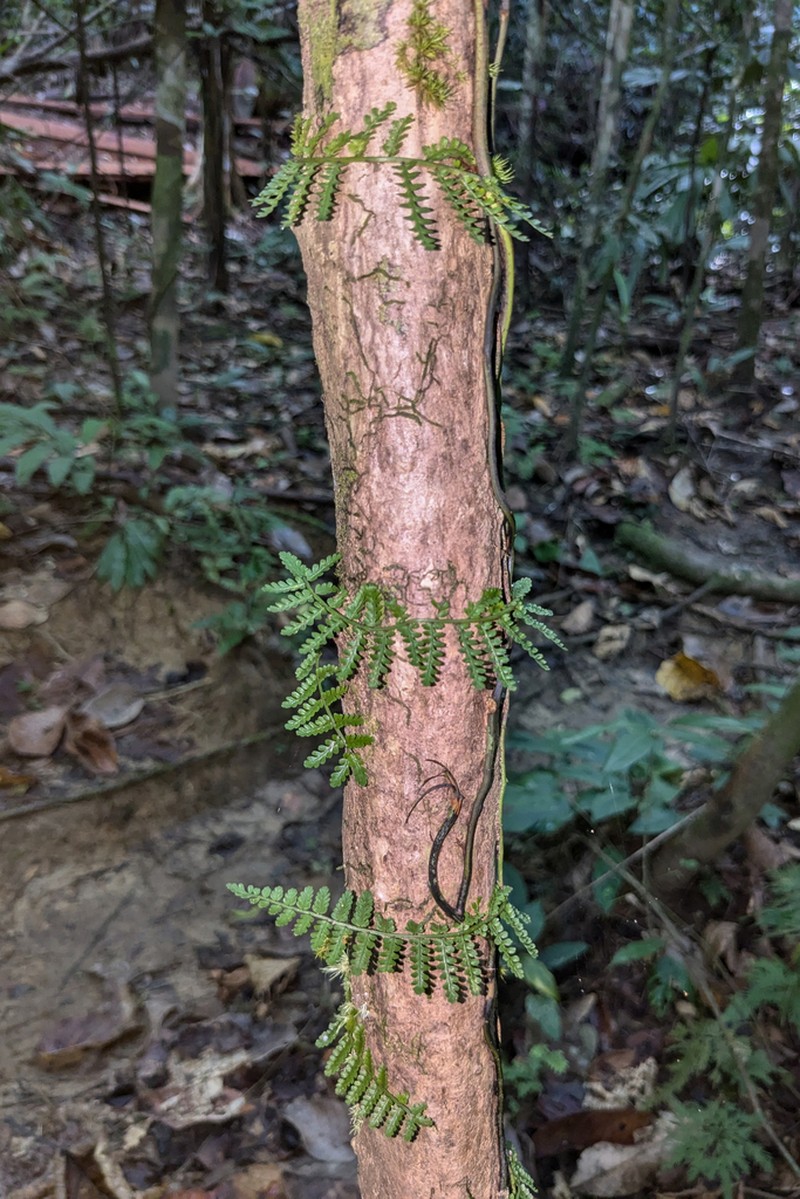 Teratophyllum aculeatum photo 6