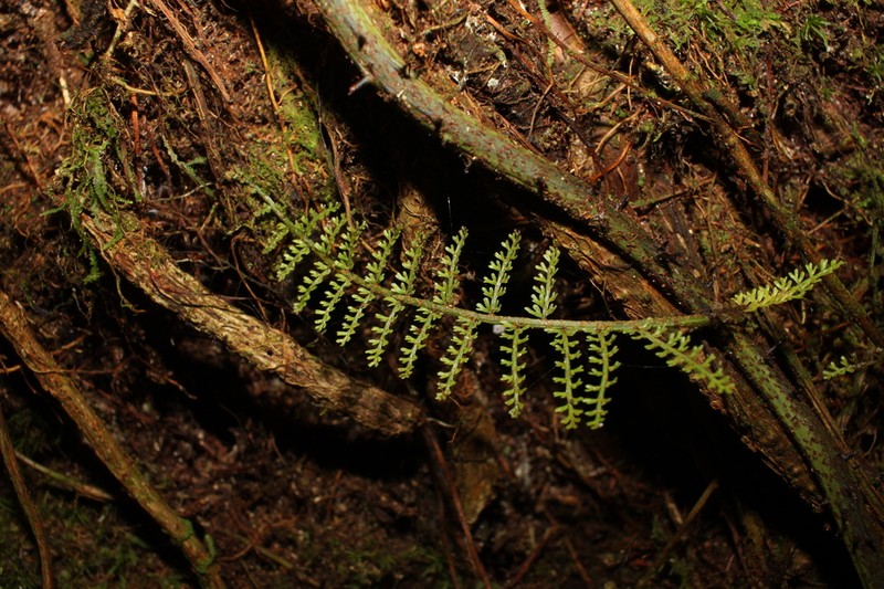 Teratophyllum aculeatum photo 7