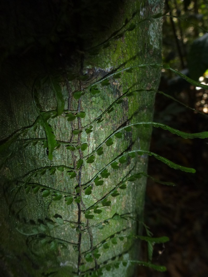 Teratophyllum aculeatum photo 8