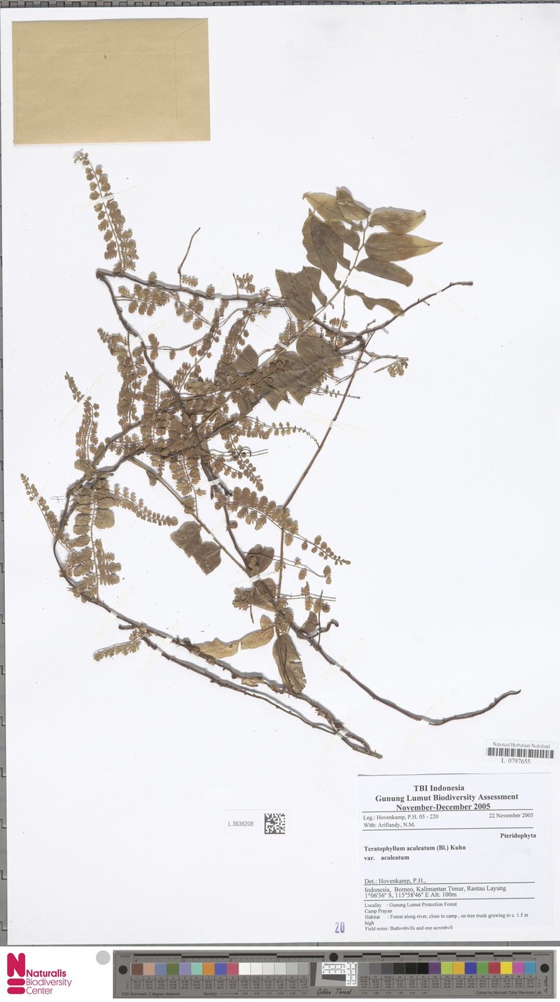 Teratophyllum aculeatum var. aculeatum photo 2