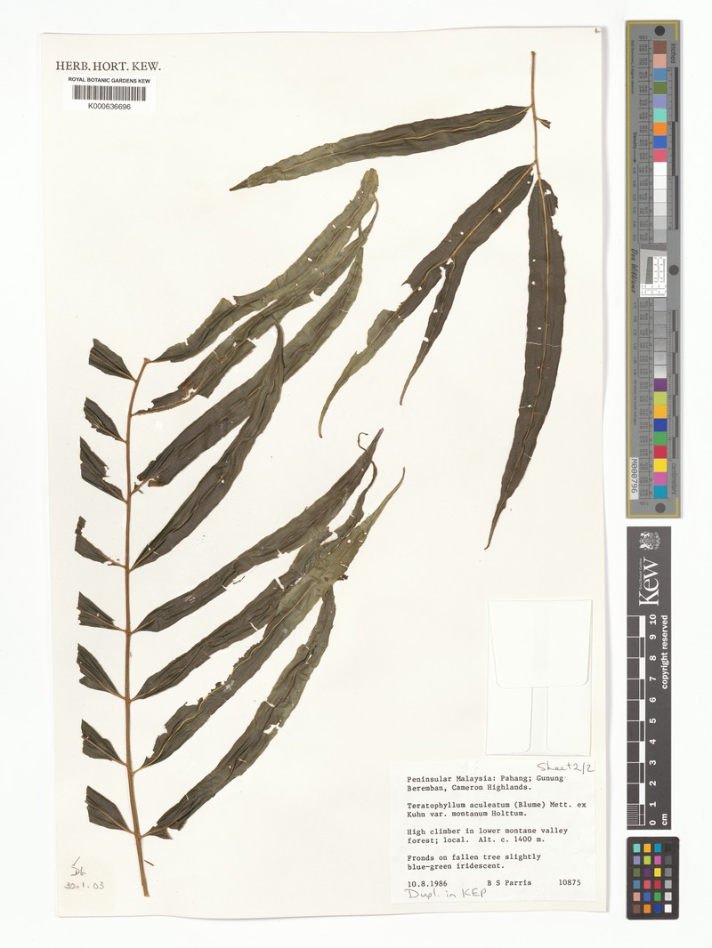 Teratophyllum aculeatum var. montanum