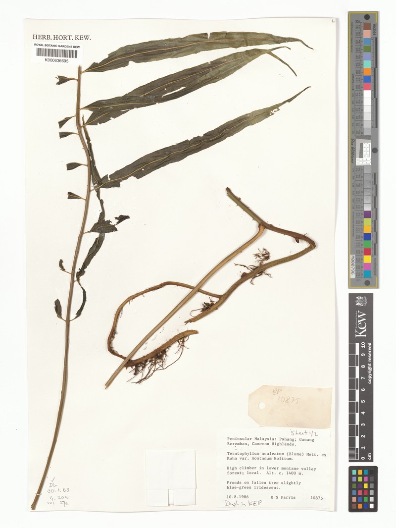 Teratophyllum aculeatum var. montanum photo 2