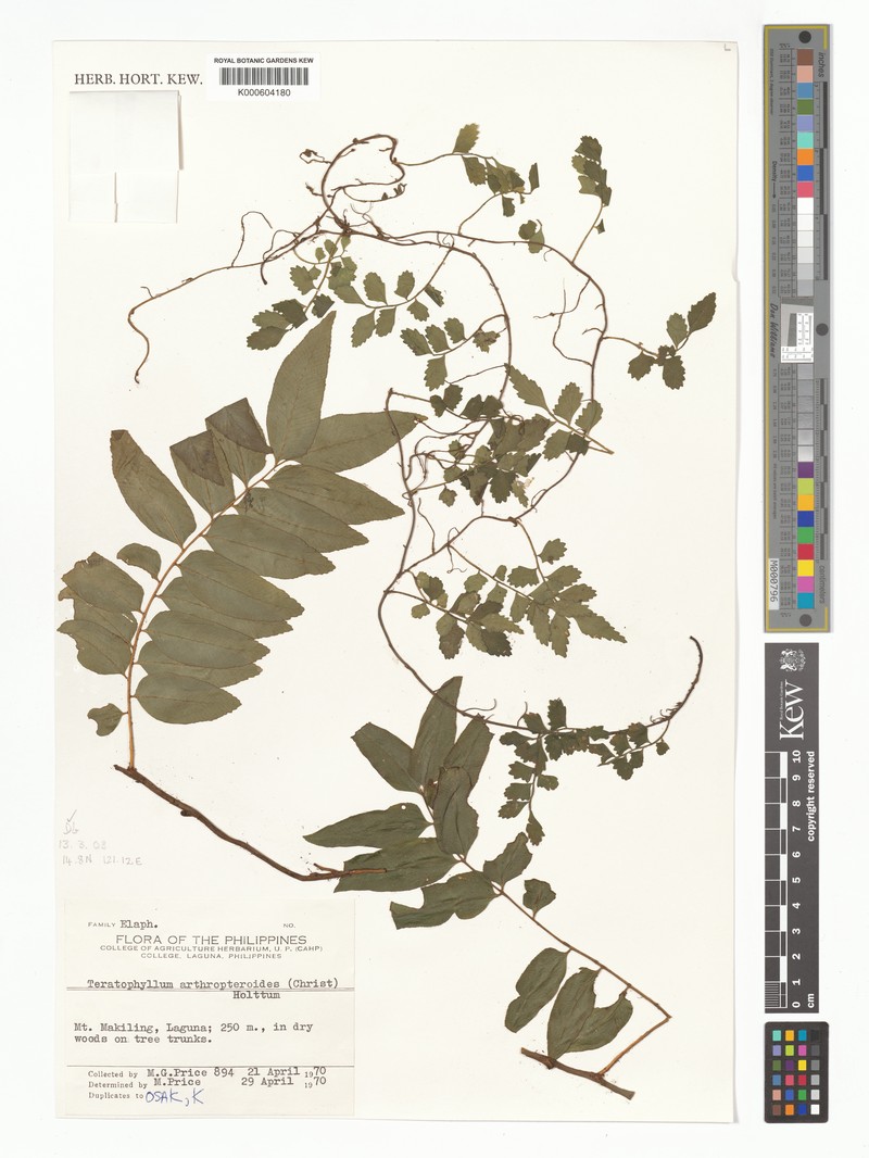Teratophyllum arthropteroides