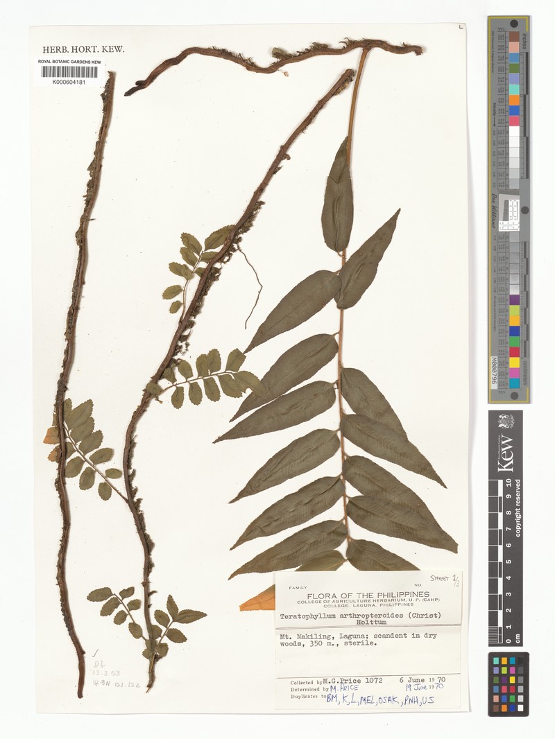 Teratophyllum arthropteroides photo 2