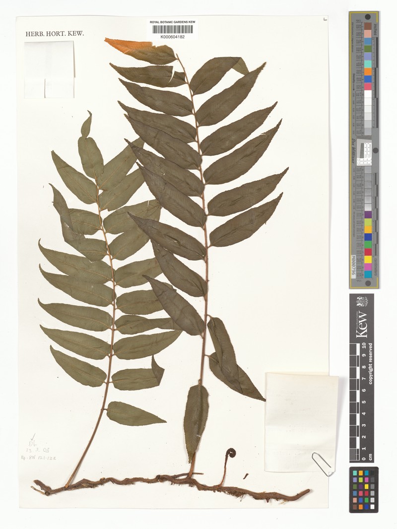 Teratophyllum arthropteroides photo 3