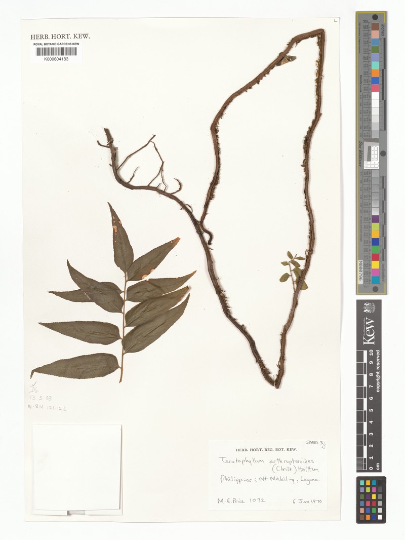 Teratophyllum arthropteroides photo 4