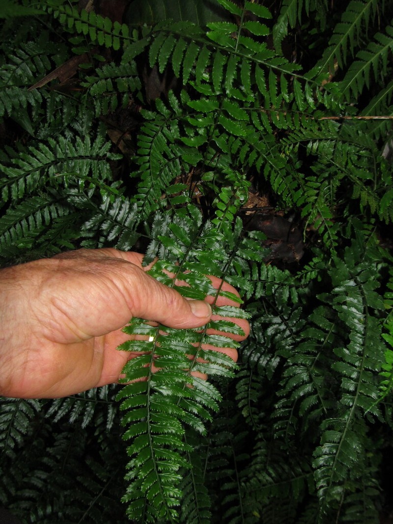 Teratophyllum brightiae photo 2