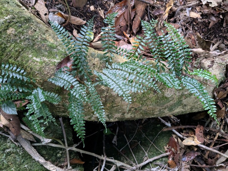 Teratophyllum brightiae photo 3