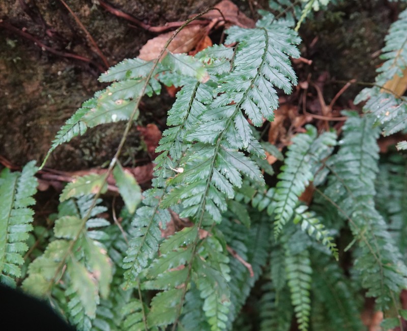Teratophyllum brightiae photo 4