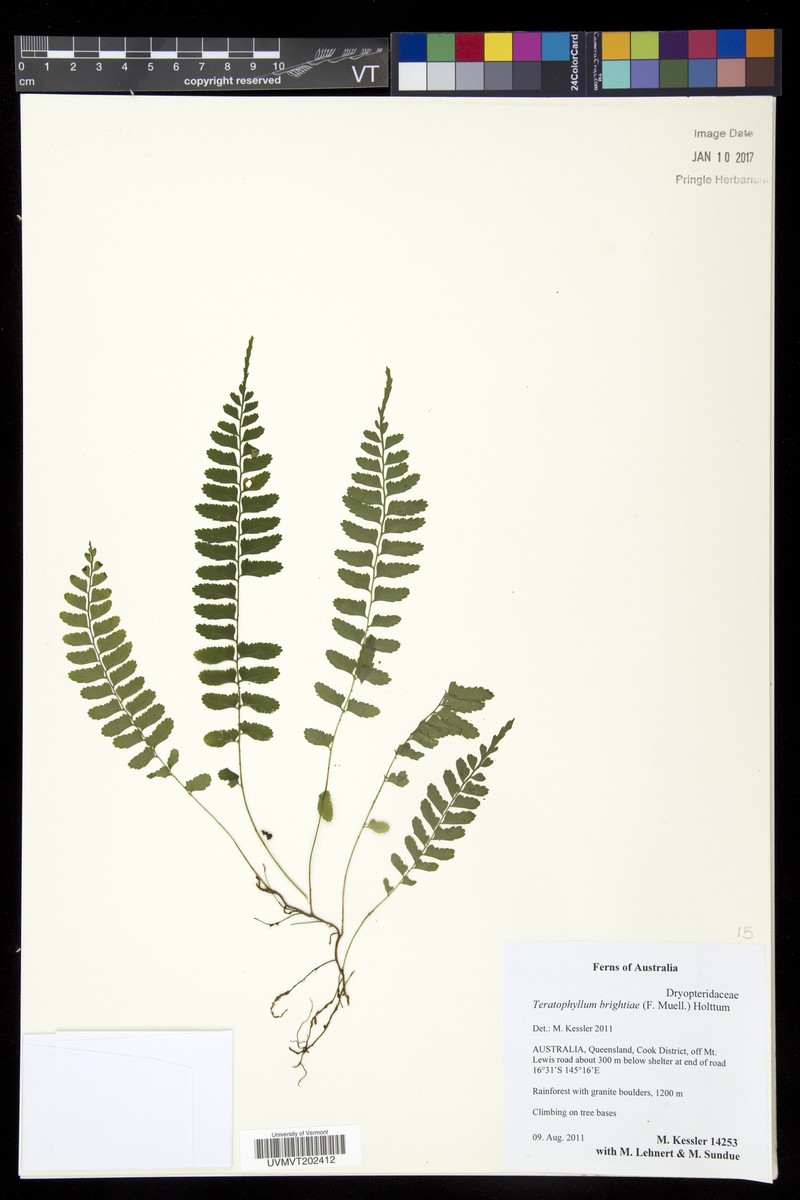 Teratophyllum brightiae photo 5
