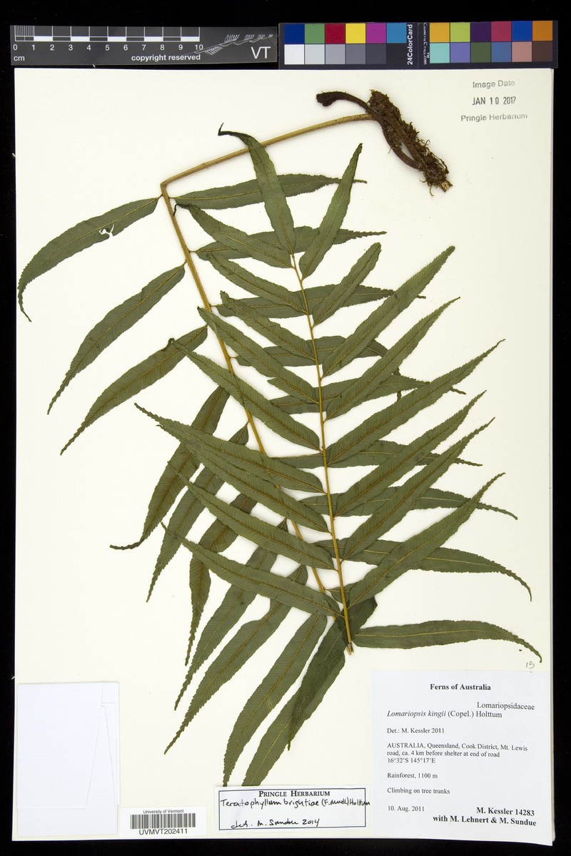 Teratophyllum brightiae photo 6