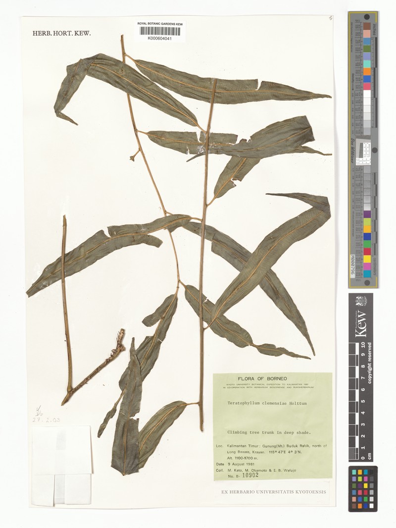 Teratophyllum clemensiae photo 2