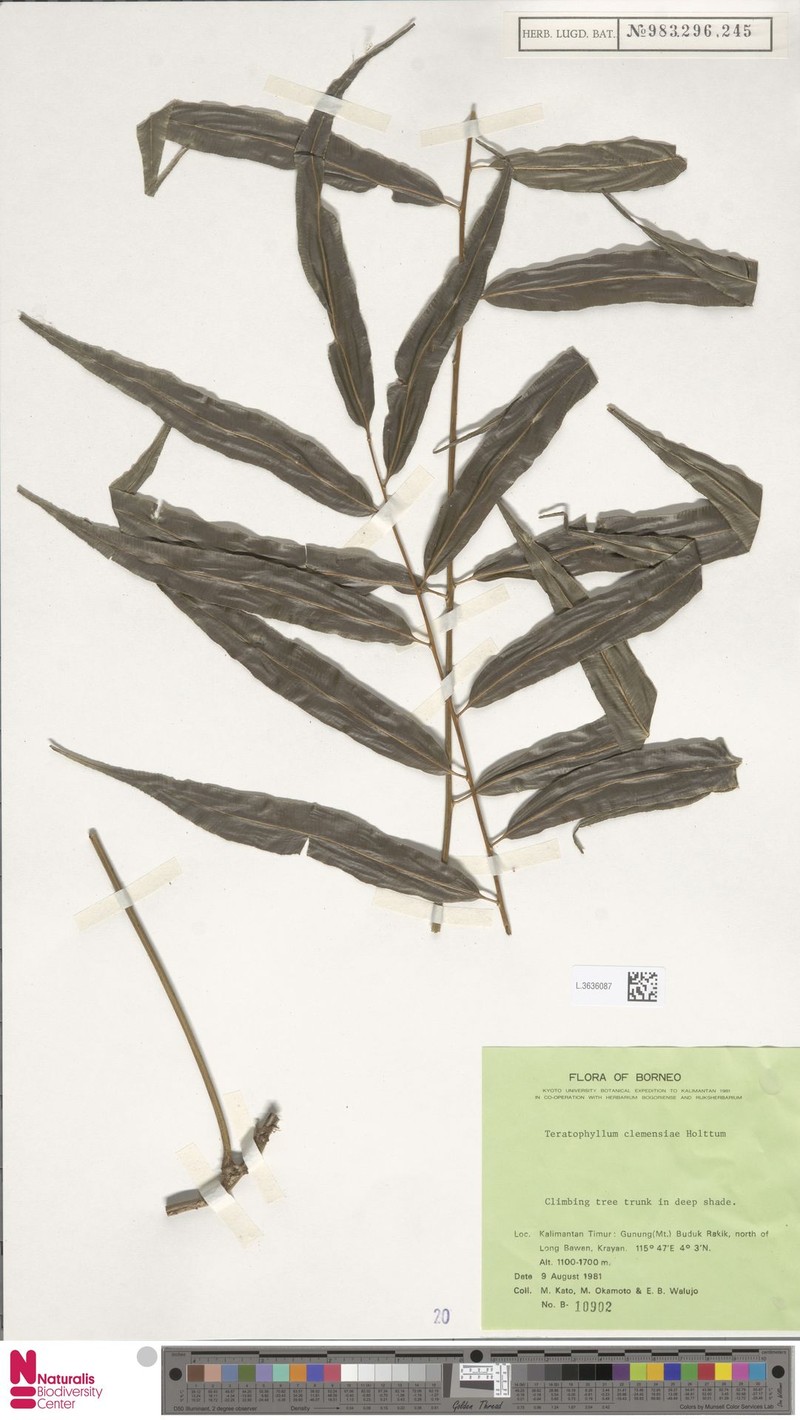 Teratophyllum clemensiae photo 3