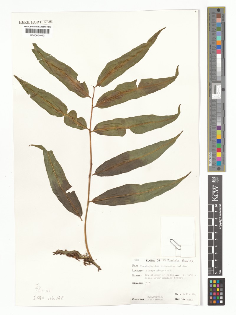 Teratophyllum clemensiae photo 4
