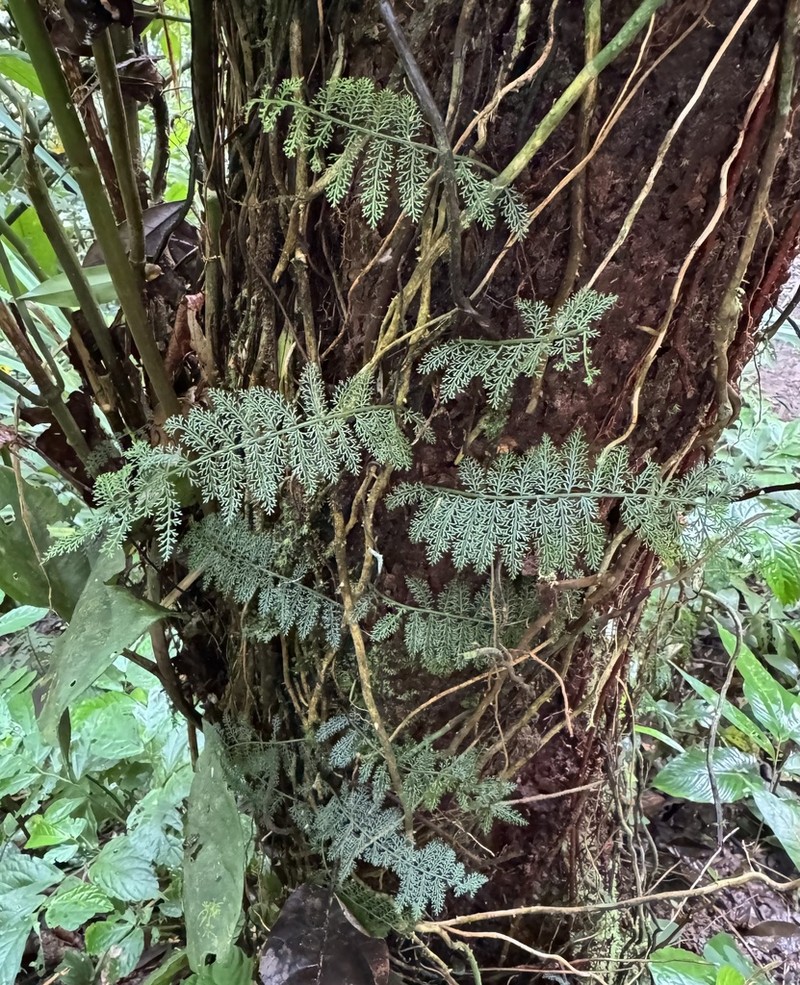 Teratophyllum gracile