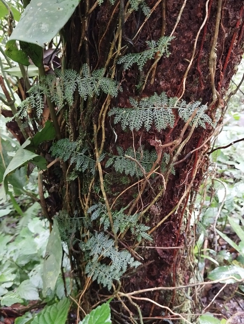 Teratophyllum gracile photo 2
