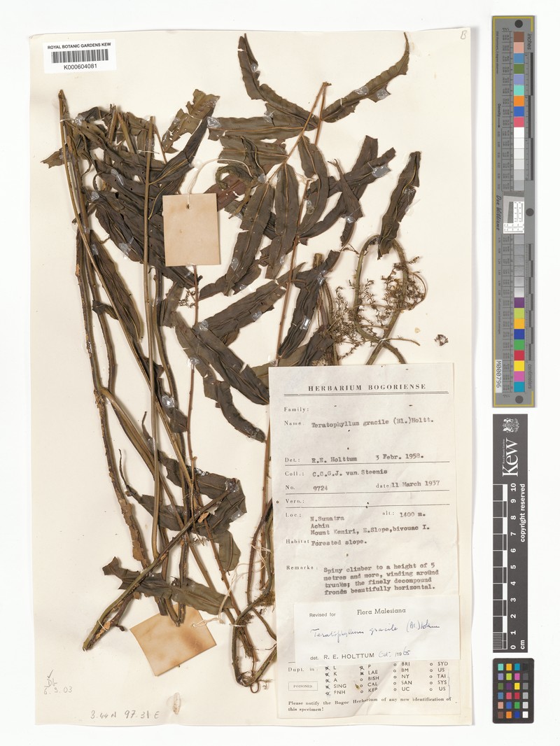 Teratophyllum gracile photo 3