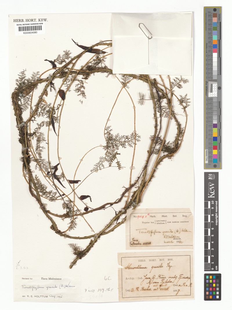 Teratophyllum gracile photo 4