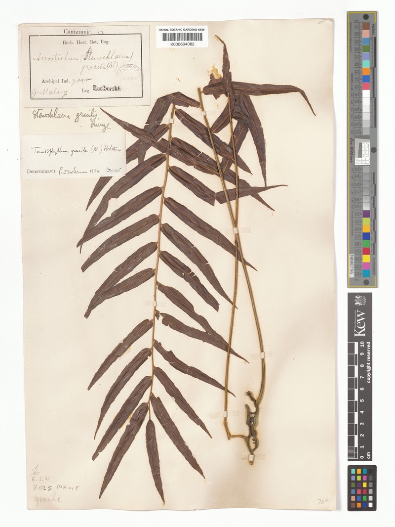 Teratophyllum gracile photo 5