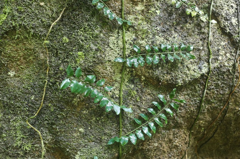 Teratophyllum hainanense