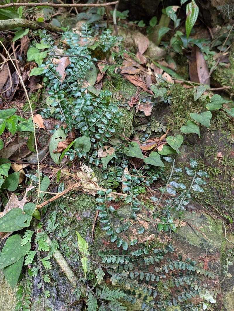 Teratophyllum hainanense photo 2