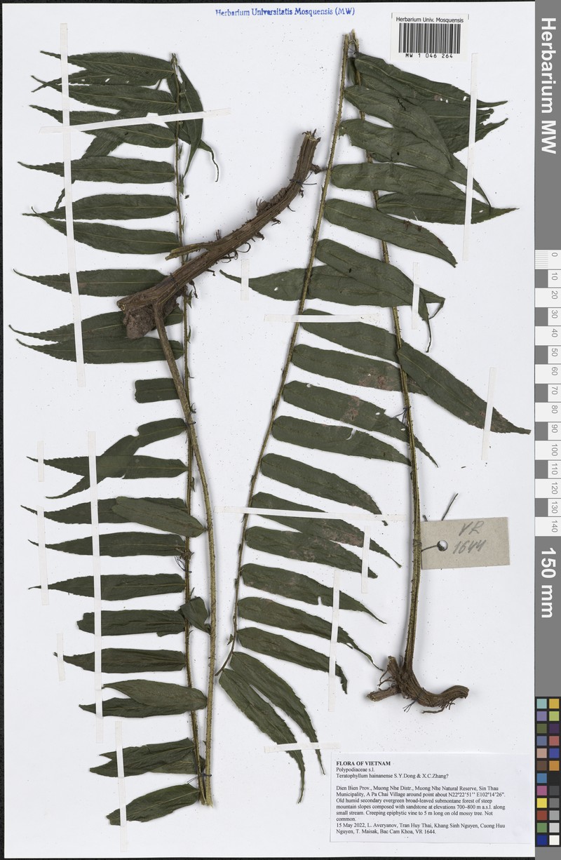Teratophyllum hainanense photo 3
