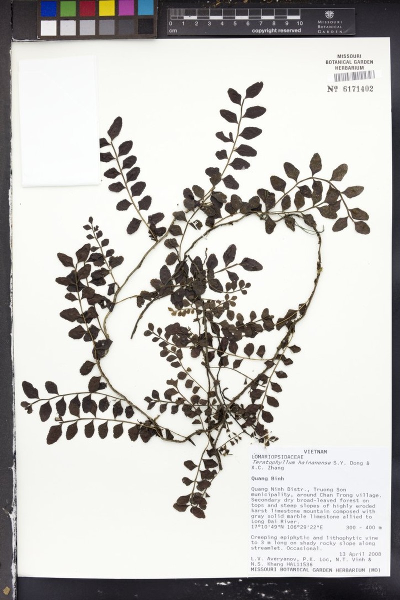 Teratophyllum hainanense photo 6
