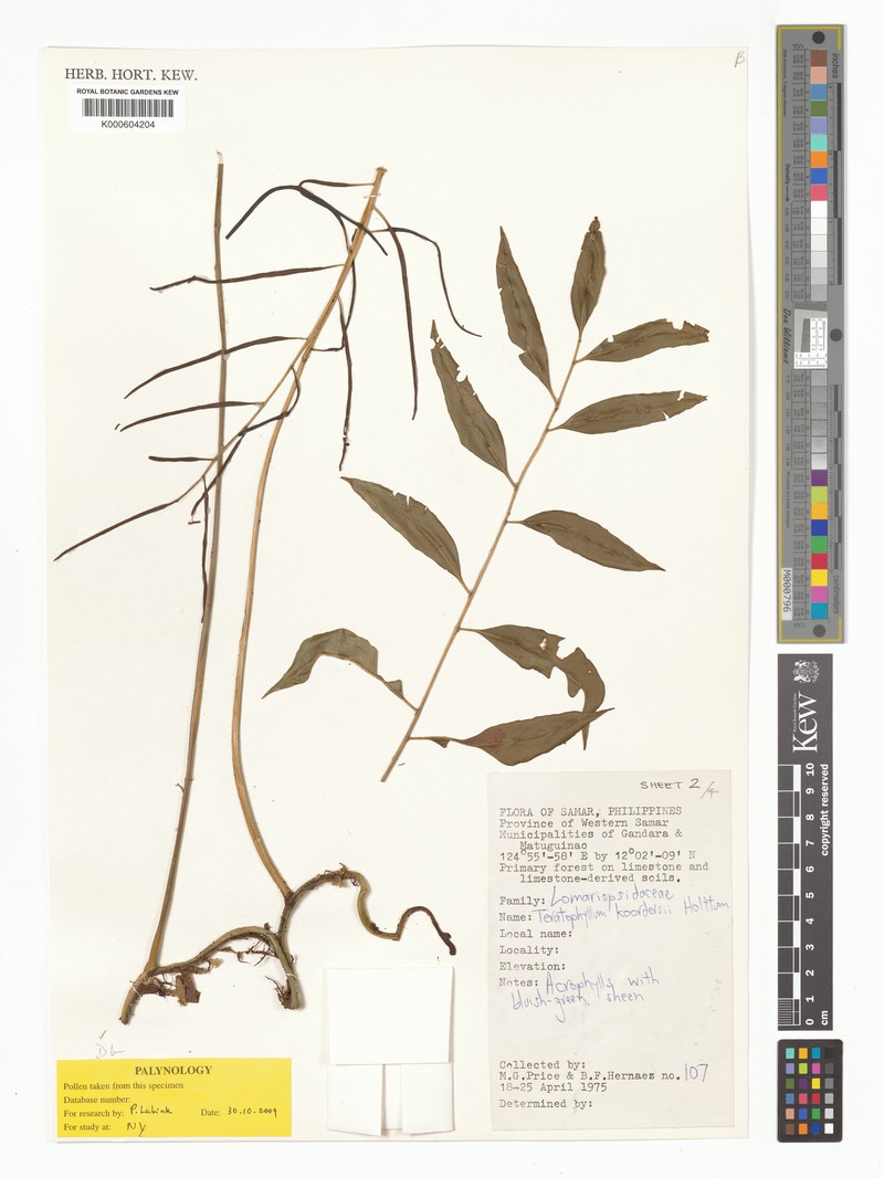 Teratophyllum koordersii photo 2