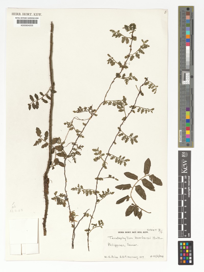 Teratophyllum koordersii photo 3