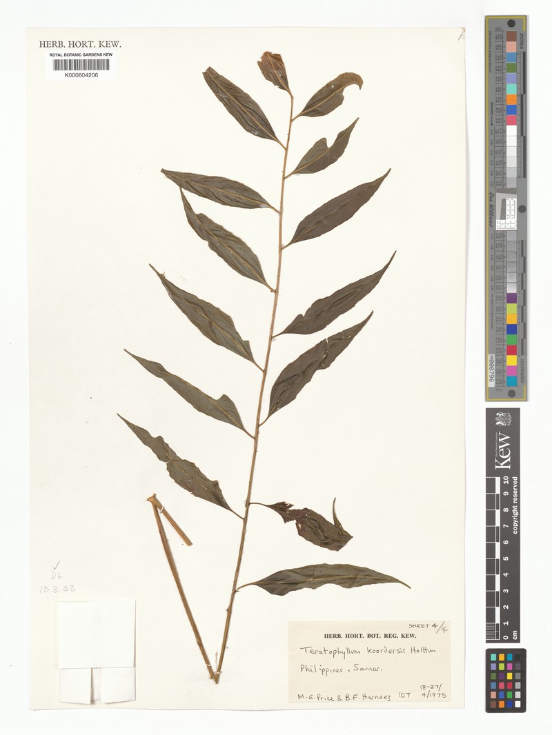 Teratophyllum koordersii photo 4