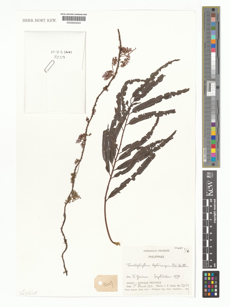 Teratophyllum leptocarpum
