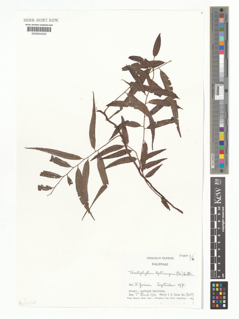 Teratophyllum leptocarpum photo 2