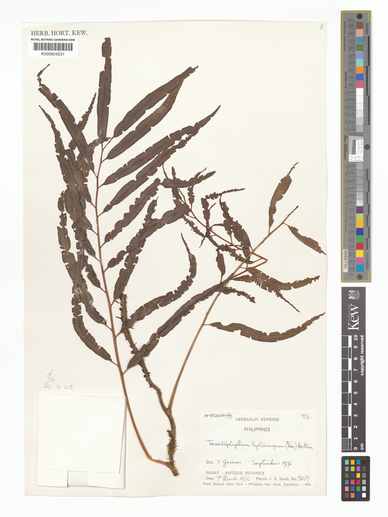 Teratophyllum leptocarpum photo 4