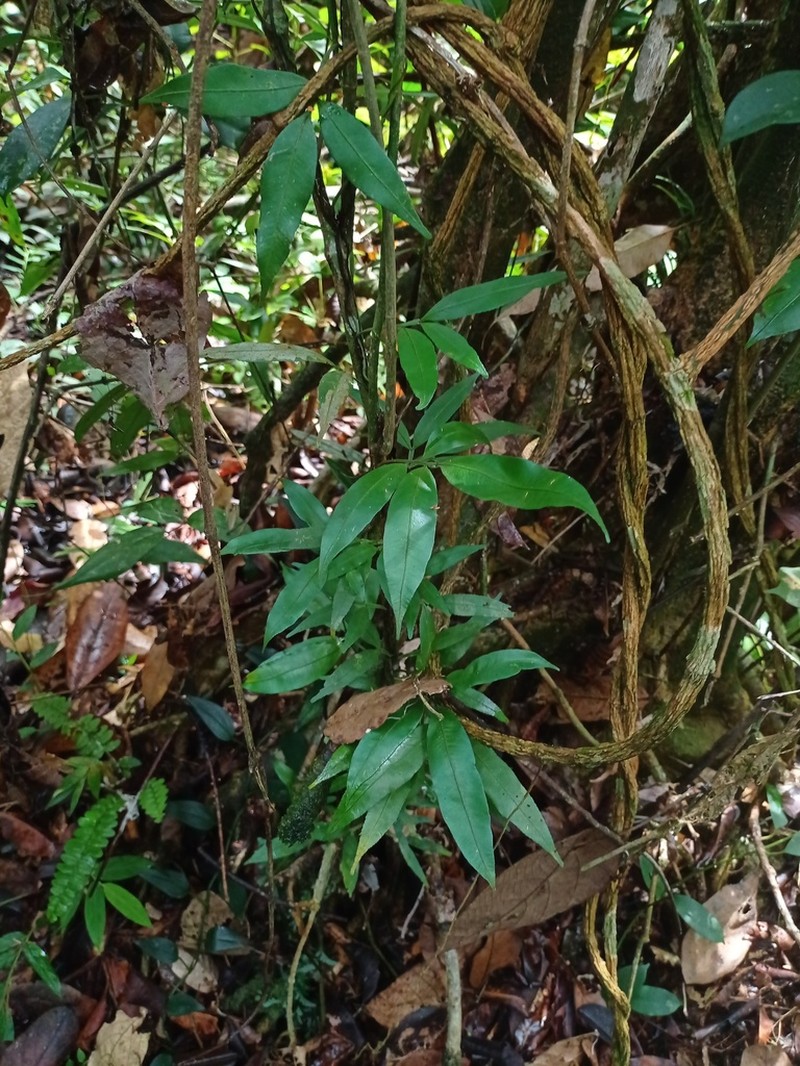 Teratophyllum ludens